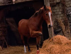extant_XenaWarriorPrincess_5x04-AnimalAttraction_3289