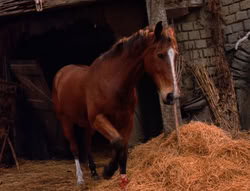 extant_XenaWarriorPrincess_5x04-AnimalAttraction_3290