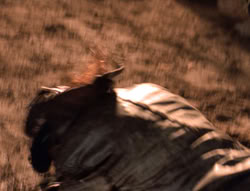 extant_XenaWarriorPrincess_5x04-AnimalAttraction_3300