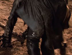 extant_XenaWarriorPrincess_5x04-AnimalAttraction_3310