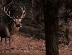 extant_XenaWarriorPrincess_5x05-ThemBonesThemBones_0695