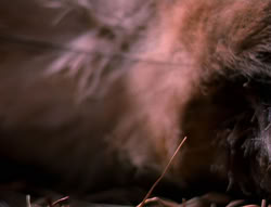 extant_XenaWarriorPrincess_5x05-ThemBonesThemBones_0733