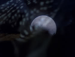 extant_XenaWarriorPrincess_5x05-ThemBonesThemBones_1912