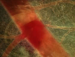 extant_XenaWarriorPrincess_5x05-ThemBonesThemBones_2002