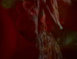 extant_XenaWarriorPrincess_5x05-ThemBonesThemBones_2027