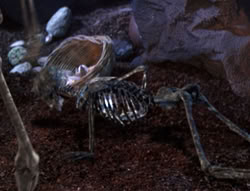 extant_XenaWarriorPrincess_5x05-ThemBonesThemBones_3117