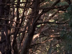 extant_XenaWarriorPrincess_5x06-Purity_0790