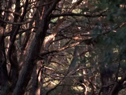 extant_XenaWarriorPrincess_5x06-Purity_0791