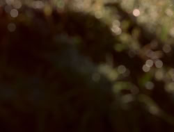 extant_XenaWarriorPrincess_5x06-Purity_0977