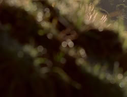 extant_XenaWarriorPrincess_5x06-Purity_0981