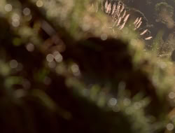 extant_XenaWarriorPrincess_5x06-Purity_0983
