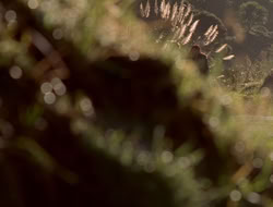 extant_XenaWarriorPrincess_5x06-Purity_0984