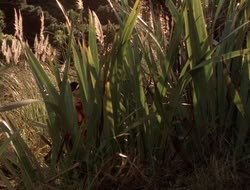 extant_XenaWarriorPrincess_5x06-Purity_1095