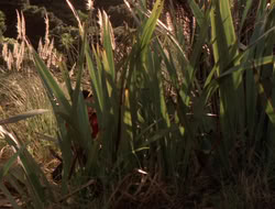 extant_XenaWarriorPrincess_5x06-Purity_1096