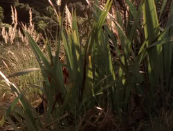 extant_XenaWarriorPrincess_5x06-Purity_1097