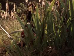 extant_XenaWarriorPrincess_5x06-Purity_1098