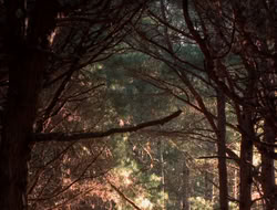 extant_XenaWarriorPrincess_5x06-Purity_1814