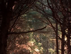 extant_XenaWarriorPrincess_5x06-Purity_1815