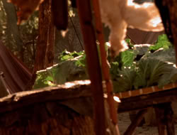 extant_XenaWarriorPrincess_5x06-Purity_3138