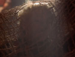 extant_XenaWarriorPrincess_5x07-BackInTheBottle_2154