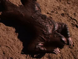 extant_XenaWarriorPrincess_5x07-BackInTheBottle_3299