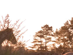 extant_XenaWarriorPrincess_5x07-BackInTheBottle_3465