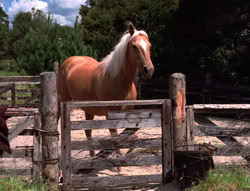 extant_XenaWarriorPrincess_5x20_Livia_00834