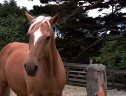 extant_XenaWarriorPrincess_5x20_Livia_00846