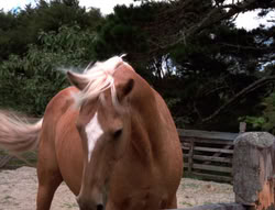 extant_XenaWarriorPrincess_5x20_Livia_00847
