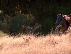 extant_XenaWarriorPrincess_5x21-Eve_02933