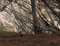 extant_XenaWarriorPrincess_6x01-ComingHome_00034