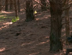 extant_XenaWarriorPrincess_6x01-ComingHome_00615