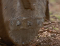 extant_XenaWarriorPrincess_6x01-ComingHome_02606