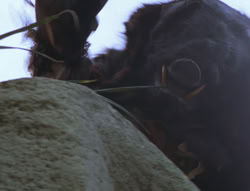 extant_XenaWarriorPrincess_6x06-TheAbyss_01258