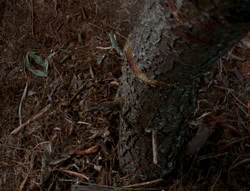 extant_XenaWarriorPrincess_6x06-TheAbyss_02319