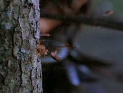extant_XenaWarriorPrincess_6x06-TheAbyss_02332