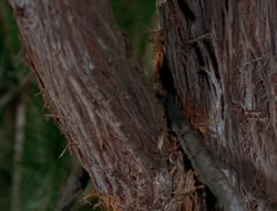 extant_XenaWarriorPrincess_6x06-TheAbyss_02417