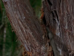 extant_XenaWarriorPrincess_6x06-TheAbyss_02418