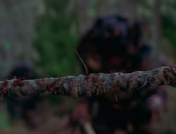 extant_XenaWarriorPrincess_6x06-TheAbyss_03268