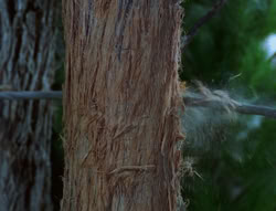 extant_XenaWarriorPrincess_6x06-TheAbyss_03453