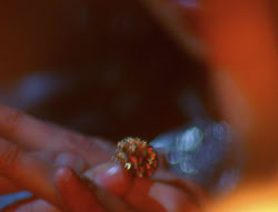 extant_XenaWarriorPrincess_6x07-TheRheingold_0094