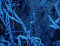 extant_XenaWarriorPrincess_6x07-TheRheingold_0180