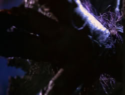 extant_XenaWarriorPrincess_6x07-TheRheingold_3101