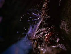extant_XenaWarriorPrincess_6x07-TheRheingold_3104