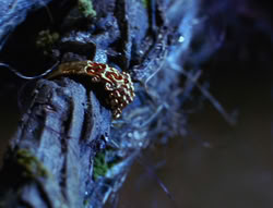 extant_XenaWarriorPrincess_6x07-TheRheingold_3209
