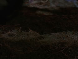 extant_XenaWarriorPrincess_6x07-TheRheingold_3313