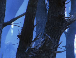 extant_XenaWarriorPrincess_6x08-TheRing_0202