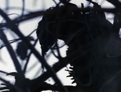 extant_XenaWarriorPrincess_6x08-TheRing_0226