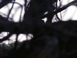extant_XenaWarriorPrincess_6x08-TheRing_0237