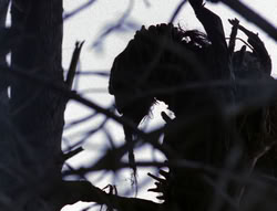 extant_XenaWarriorPrincess_6x08-TheRing_0245